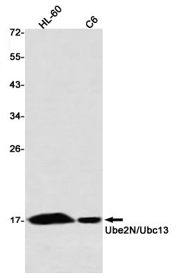 Ubiquitin Conjugating Enzyme E2 N