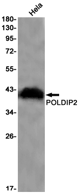 POLDIP2