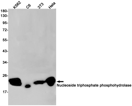 Nucleoside triphosphate phosphohydrolase