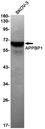 APPBP1