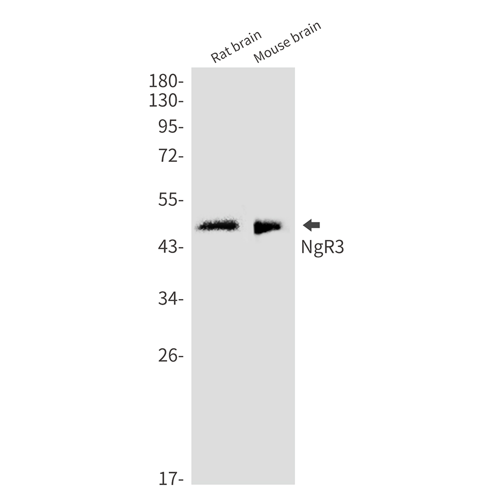 NgR3