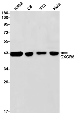 CXCR5
