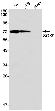 SOX9