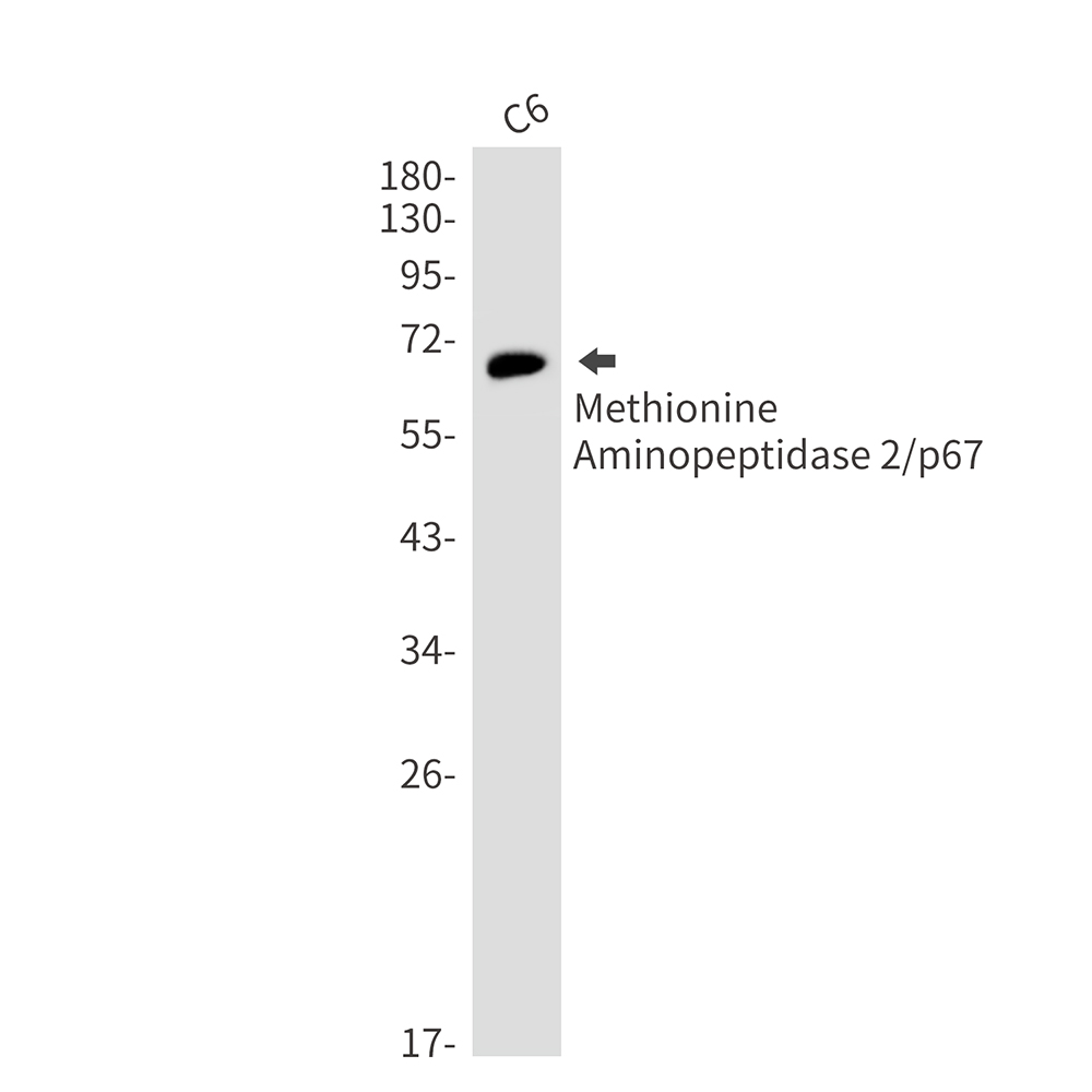 Methionine Aminopeptidase 2