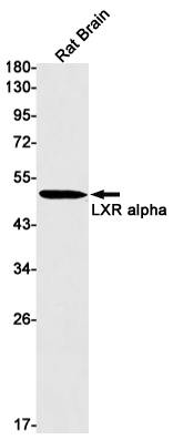 LXR alpha