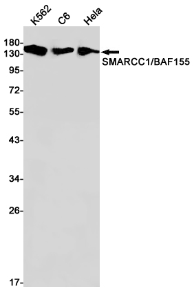 SMARCC1