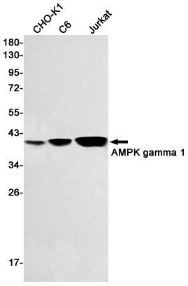 AMPK gamma 1