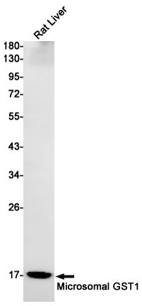 Microsomal Glutathione S~transferase 1