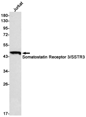 Somatostatin Receptor 3