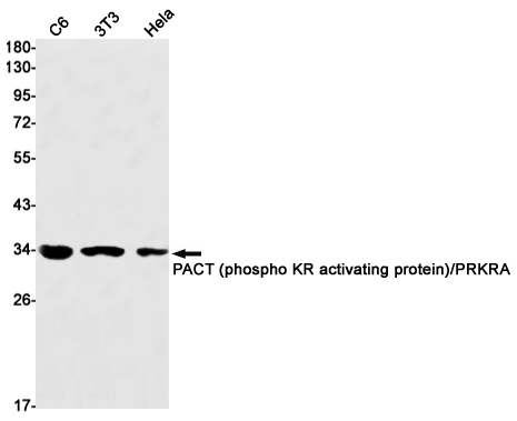 PACT (phospho KR activating protein)/PRKRA