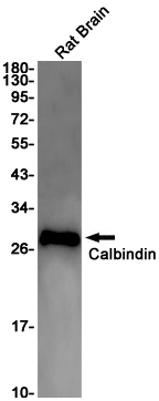 Calbindin