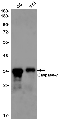 Caspase~7