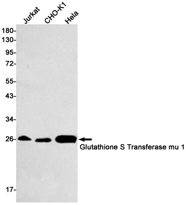 Glutathione S Transferase mu