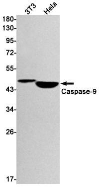 Caspase~9