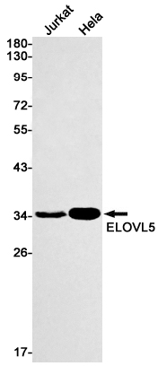 ELOVL5