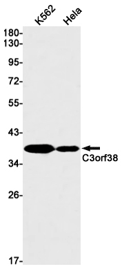 C3orf38