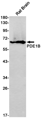 PDE1B