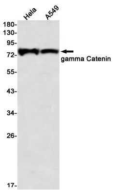 gamma Catenin