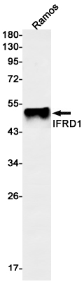 IFRD1