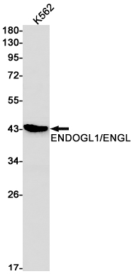ENDOGL1