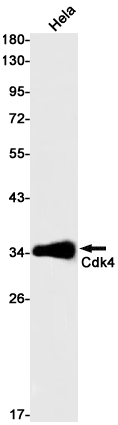 CDK4