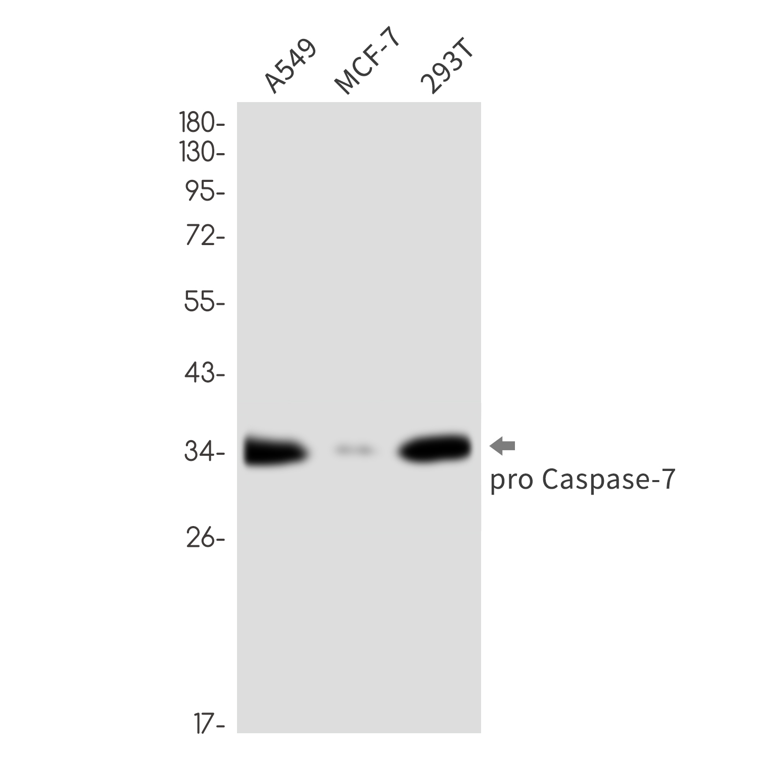 Caspase~7