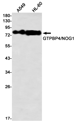 GTPBP4