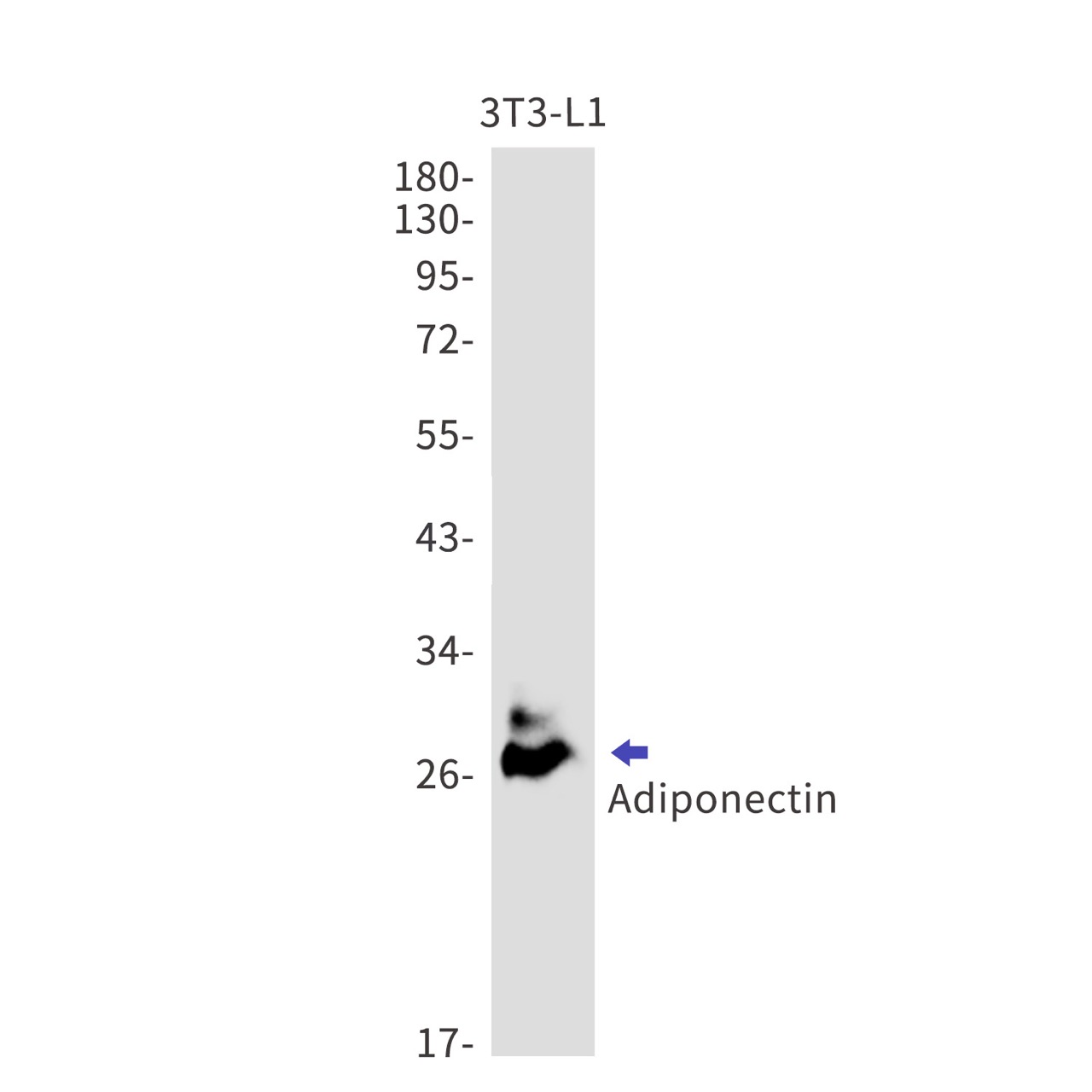 Adiponectin