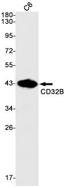 CD32B