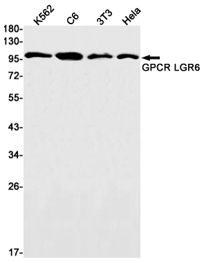 GPCR LGR6