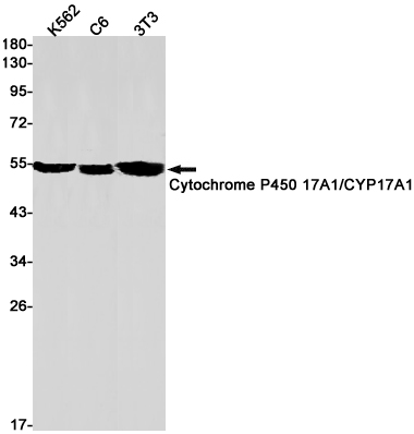 Cytochrome P450 17A1
