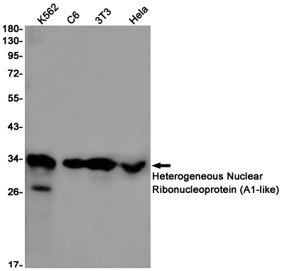 Heterogeneous Nuclear Ribonucleoprotein (A1~like)