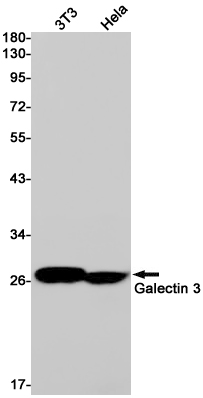 Galectin 3