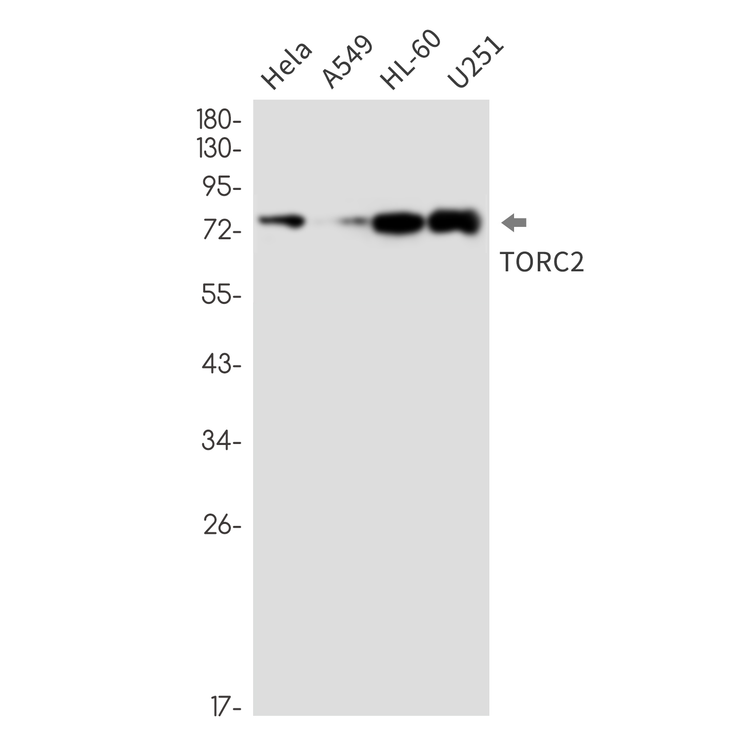 CREB Regulated Transcription Coactivator 2