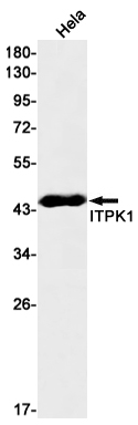 ITPK1