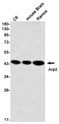 Actin Related Protein 2
