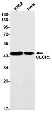 CECR5