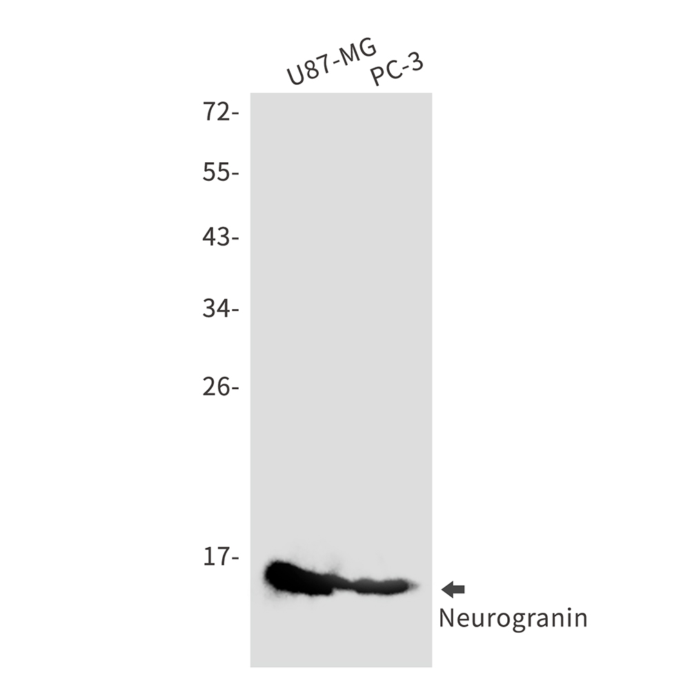 Neurogranin