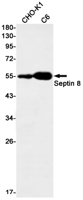 Septin 8