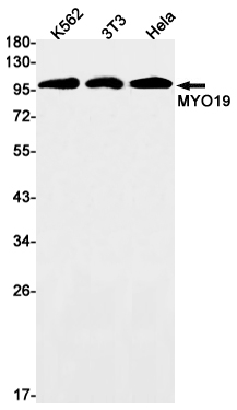 MYO19