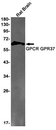 GPCR GPR37
