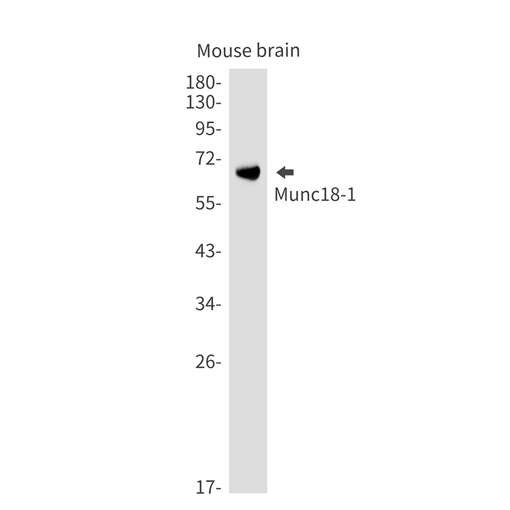 Syntaxin Binding Protein 1