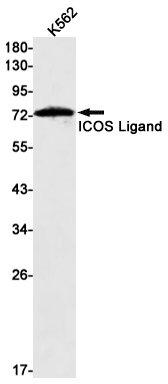 ICOS Ligand