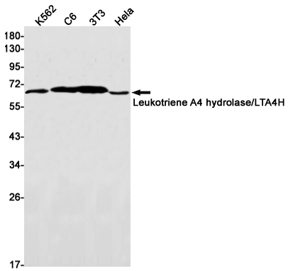Leukotriene A4 hydrolase