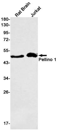 Pellino 1