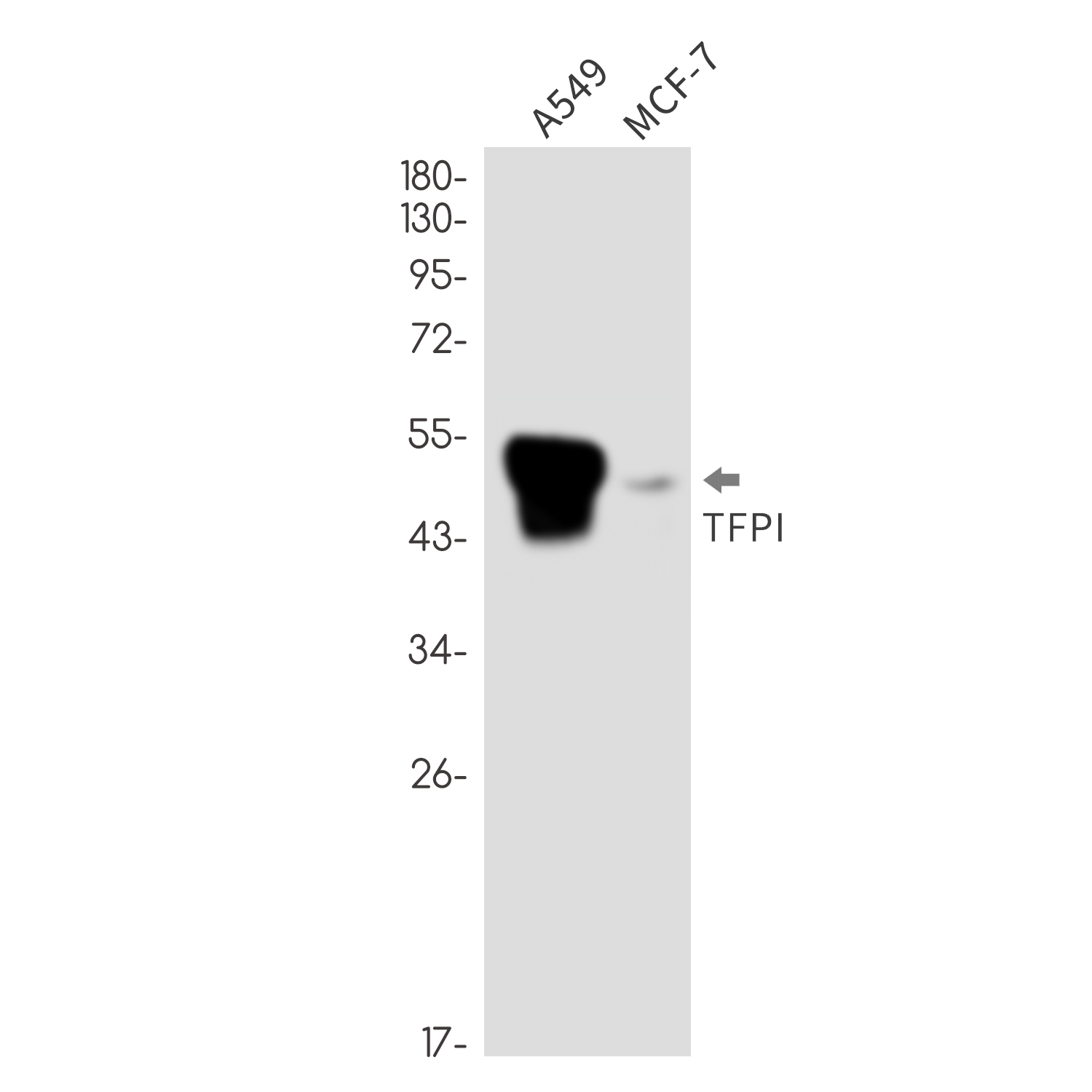 Tissue Factor Pathway Inhibitor