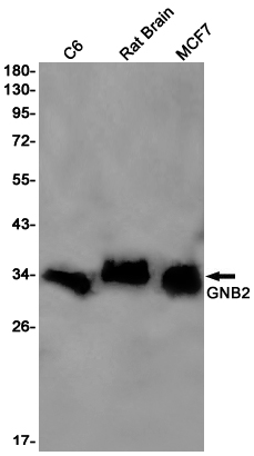 GNB2