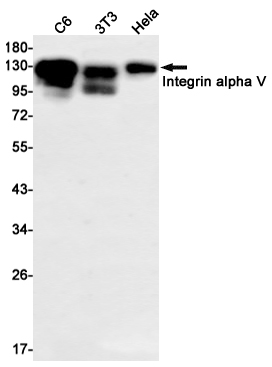 Integrin alpha V