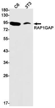 RAP1GAP