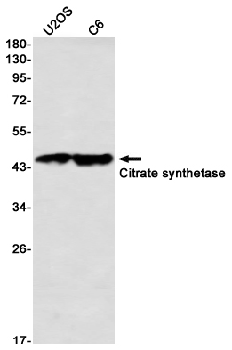 Citrate Synthetase
